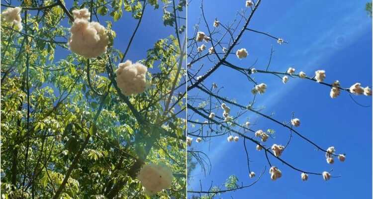 El tesoro oculto de la Alameda: el enigmático árbol de algodón de San Luis Potosí